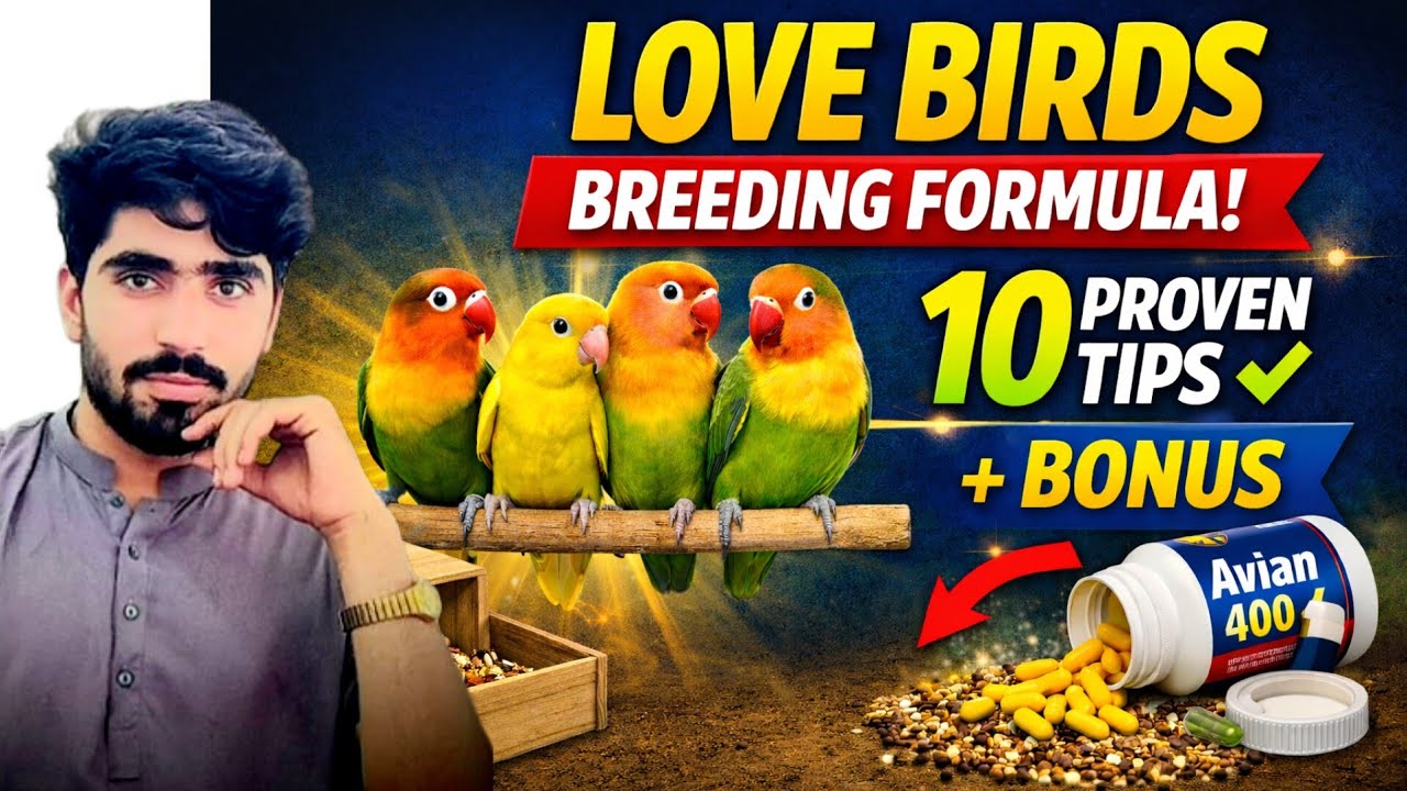 Love Birds Breeding Formula | 10 Proven Tips for Fast Breeding |Love Birds Fast Breeding Formula
