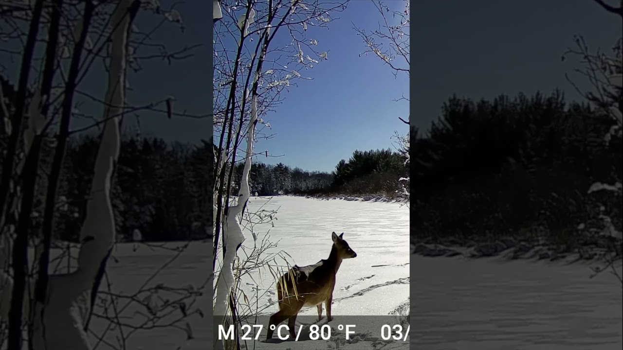 Frozen River Deer  A Majestic Moment in a Winter Wonderland #trailcams #wildlife