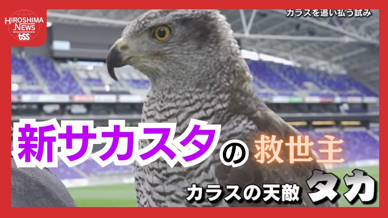新サカスタ「カラスのふん」被害に救世主　天敵「タカ」がピッチ・スタンド上空を飛翔　夢の器を救う