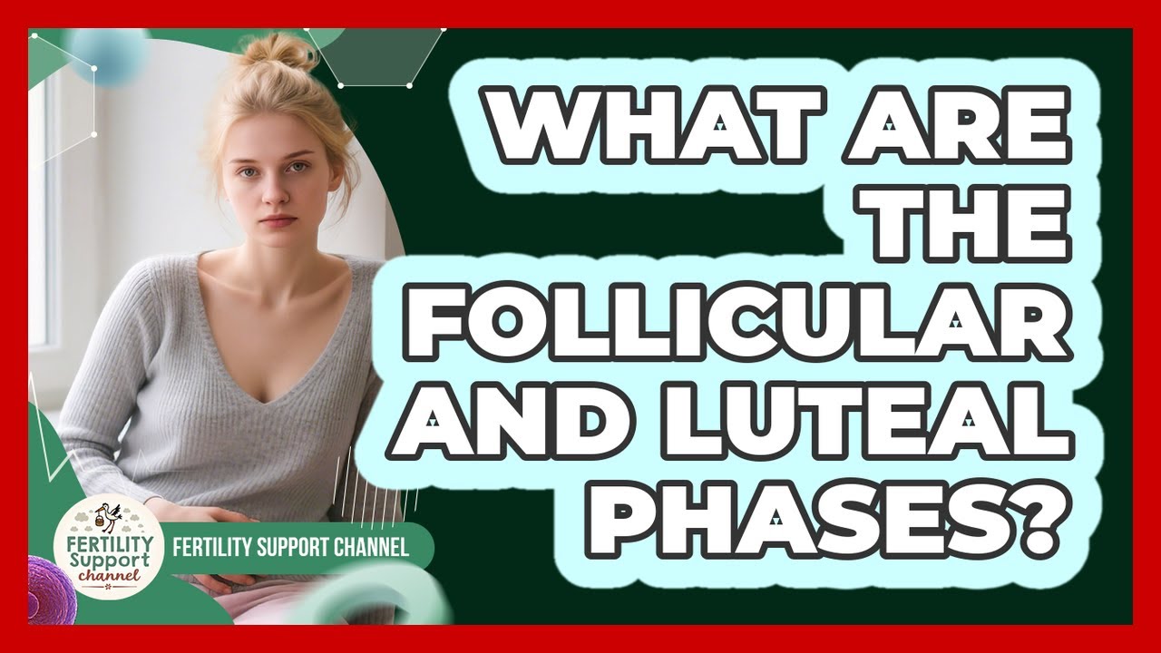 What Are The Follicular And Luteal Phases?