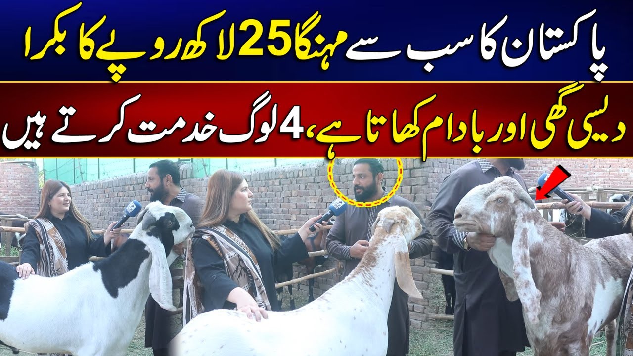 Pakistan Biggest Goat | Cattle Market 2025 | MYK News Tv