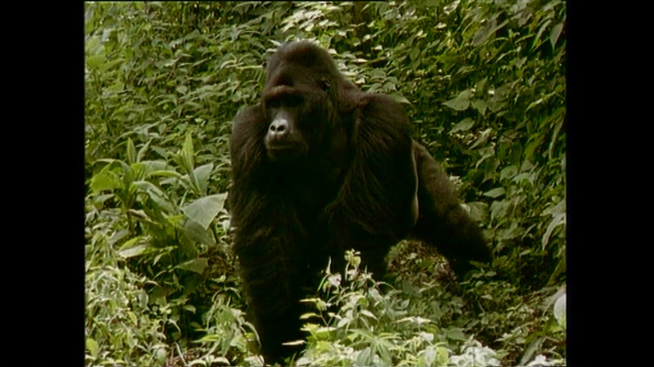 Gorilla beringei graueri - горила Грауера -  Еastern lowland gorilla