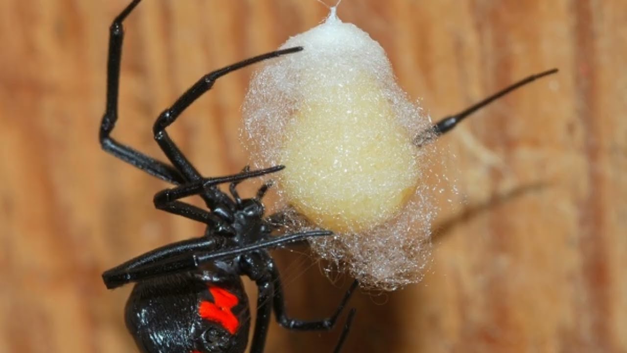 Pest Control Knoxville & Farragut | Exterminator Near Me for Ants & Roaches Colonial Pest Control