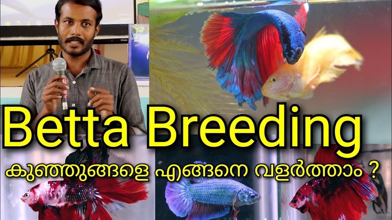 How to breed betta fish / how to care betta fries / fighter fish breeding / malayalam