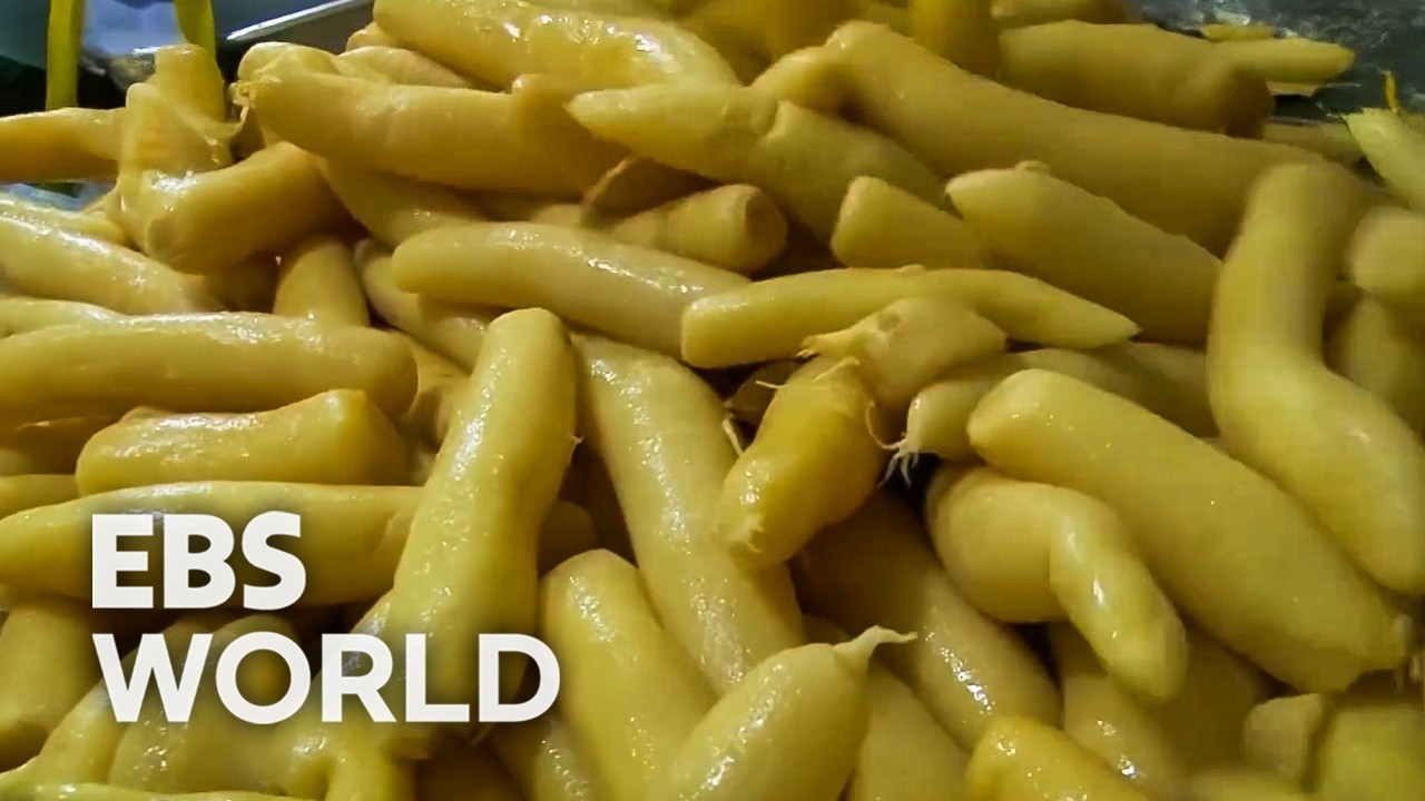 [ENG SUB] 60 Tons Of Pickled Radish Made Daily Inside Korea’s Largest Factory #PICKDOCU