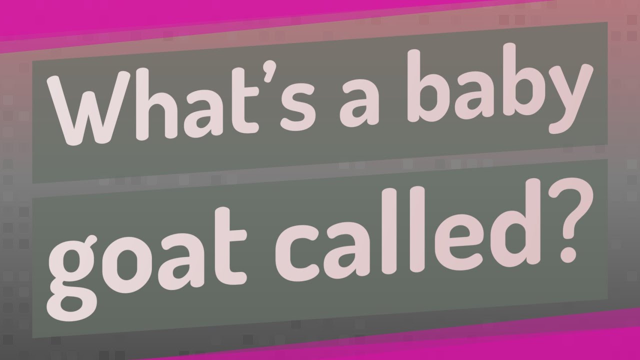 What&rsquo;s a baby goat called?