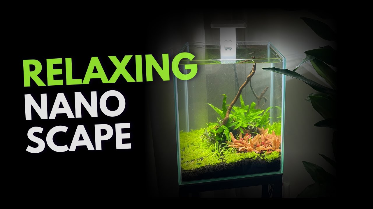 Relaxing Planted Nano Aquascape