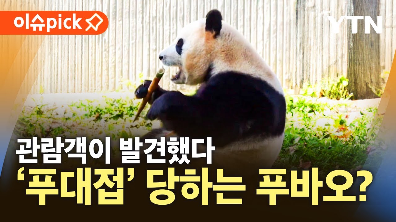[이슈픽] '푸바오 경련' 관람객이 발견…원인은 중국서 받은 푸대접? / YTN