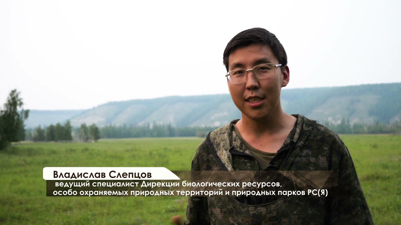 Бизоны Центральной Якутии