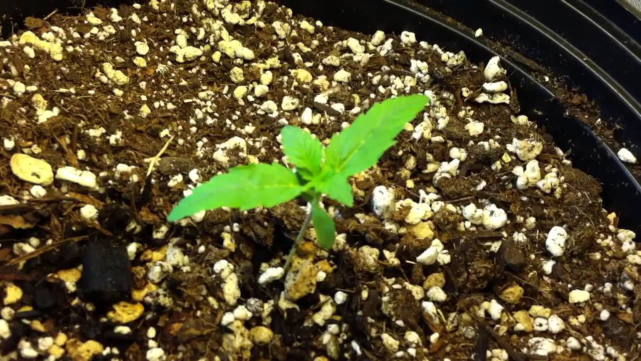 Berry Ryder Update