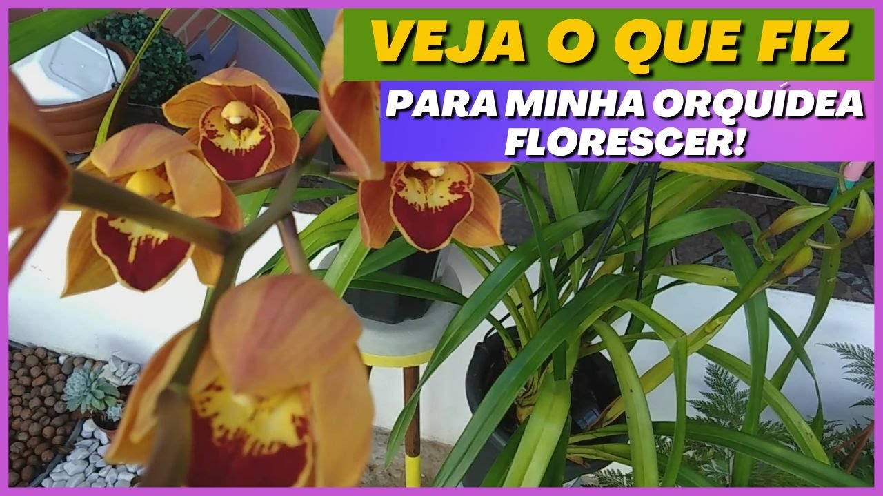 Dicas para floração de Cymbidium | #orquideas #cymbidium