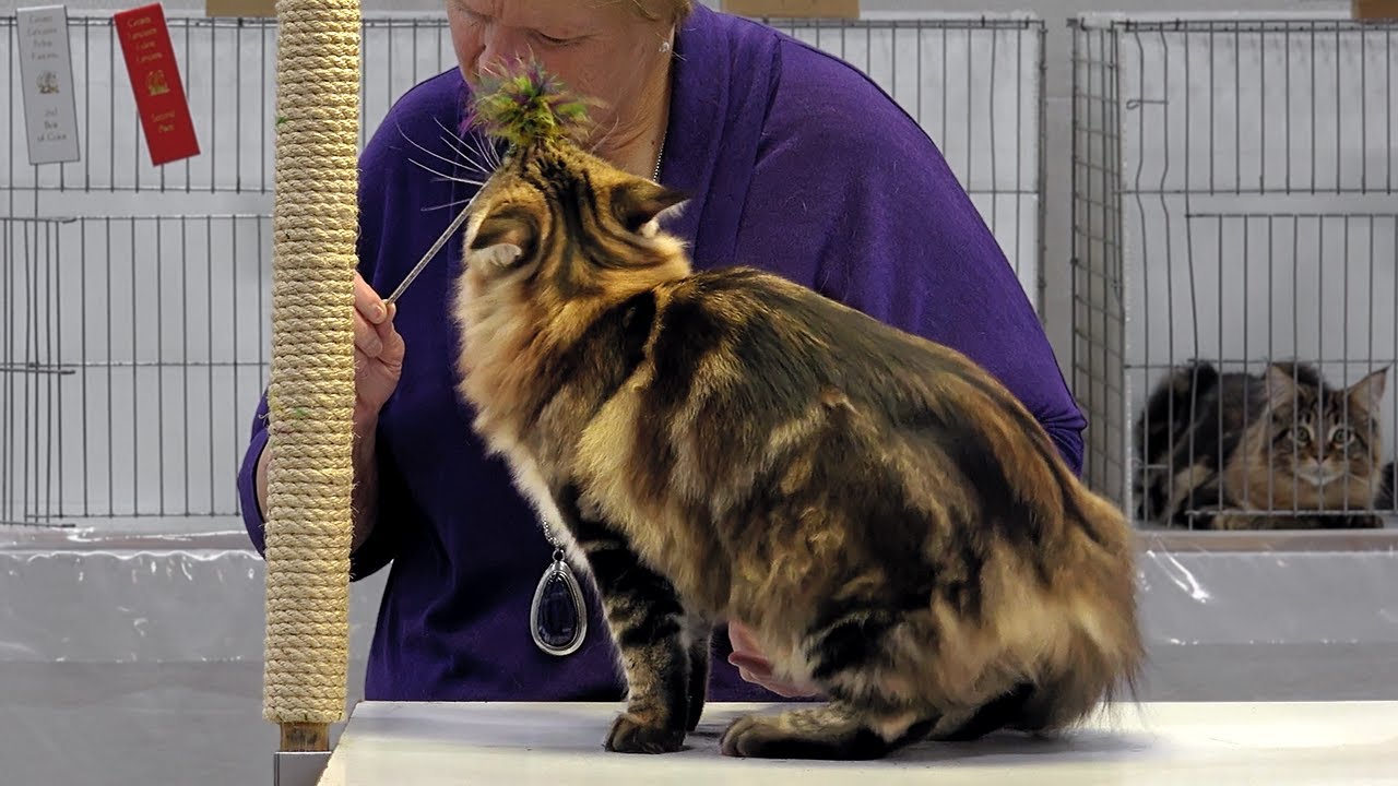 CFA International 2015 — Purple Show — класс котят, оценка, сет 1