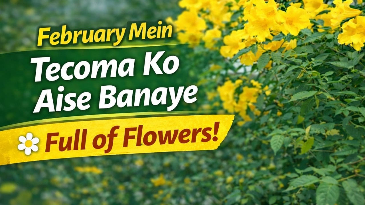 February Me Tecoma CARE Secrets