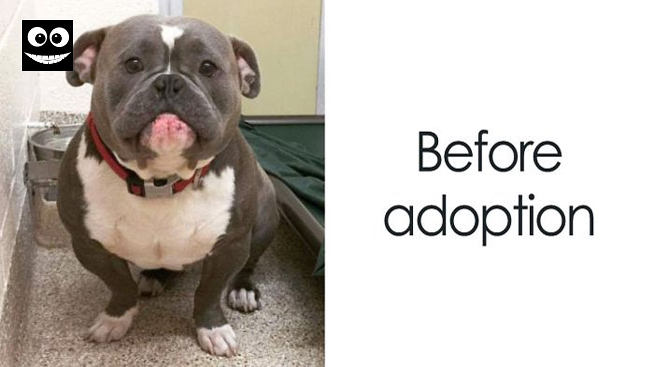 Photos Of Dogs Before & After Their Adoption That Will Melt Your Heart