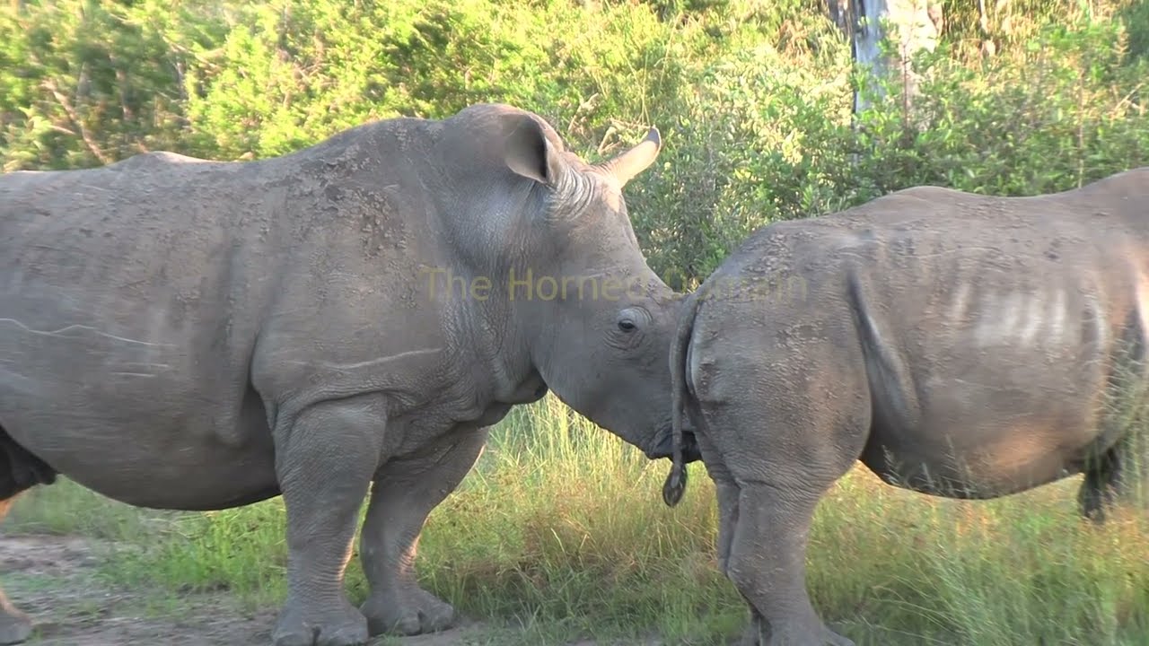Rhinos Mating at Waterhole, Zebras Can't Look Away !