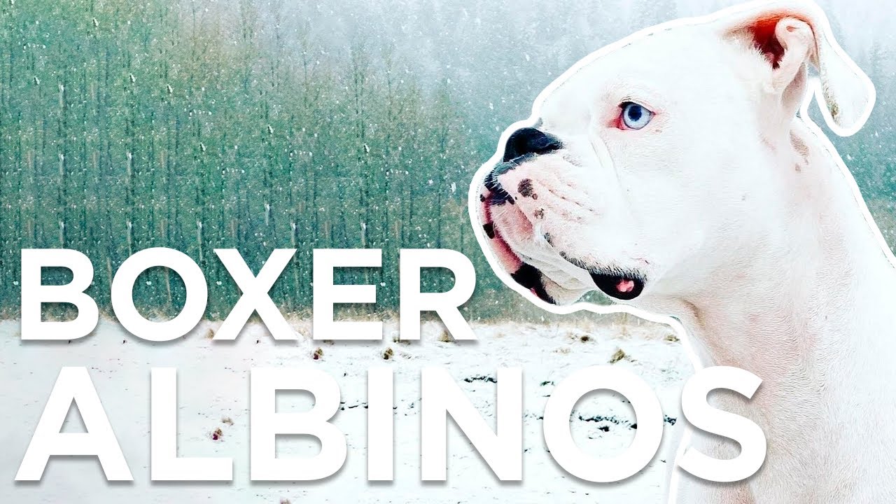 BOXER ALBINOS?