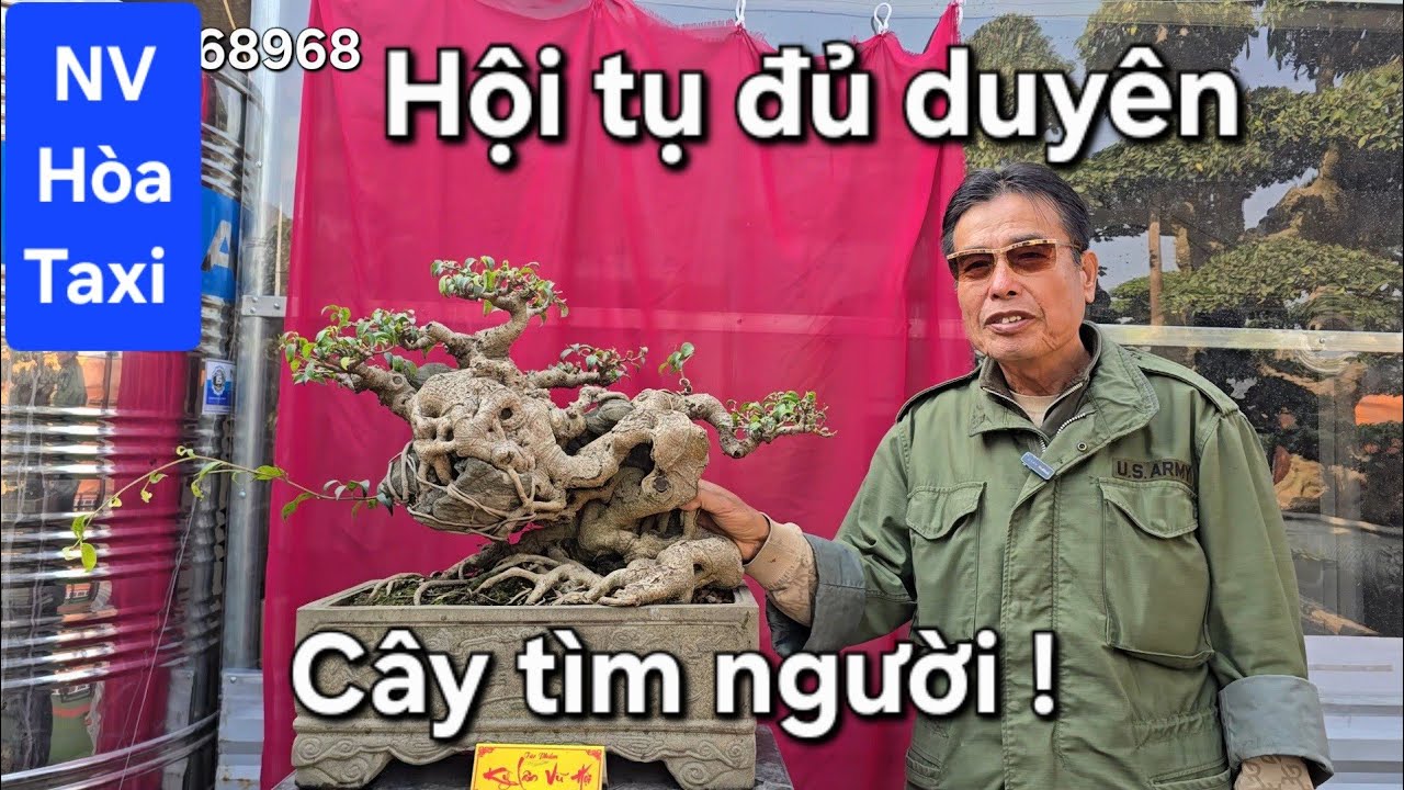 Quý vật tìm quý nhân !. Chú Hòa Taxi có duyên với cây quý 