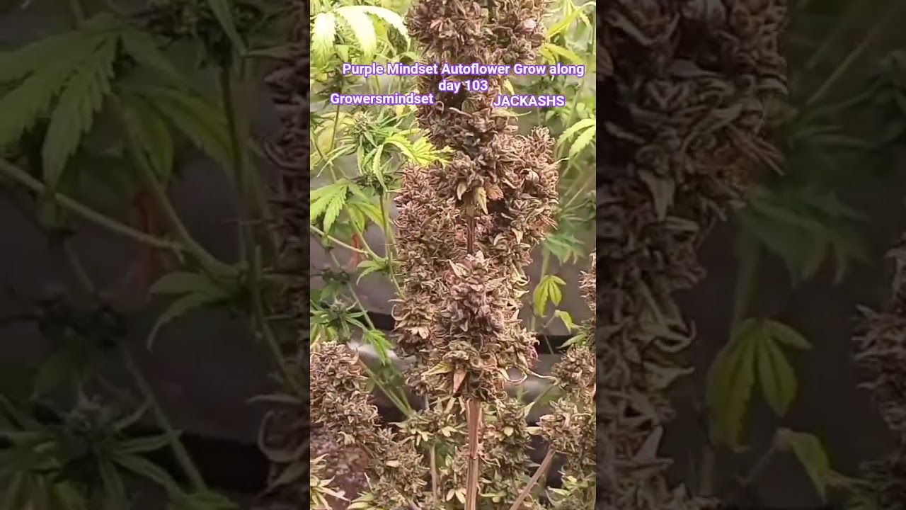JACKASHS Purple Mindset Autoflower Grow along day 103@growersmindset #growmiegang