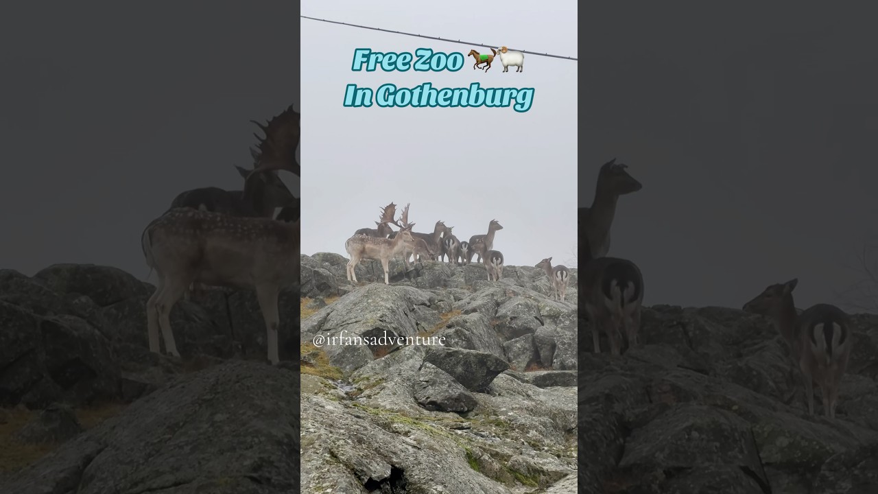 Free Zoo at Slottsskogen in Gothenburg 🐏🐎 | Gratis dyrepark p&aring; Slottsskogen i G&oslash;teborg