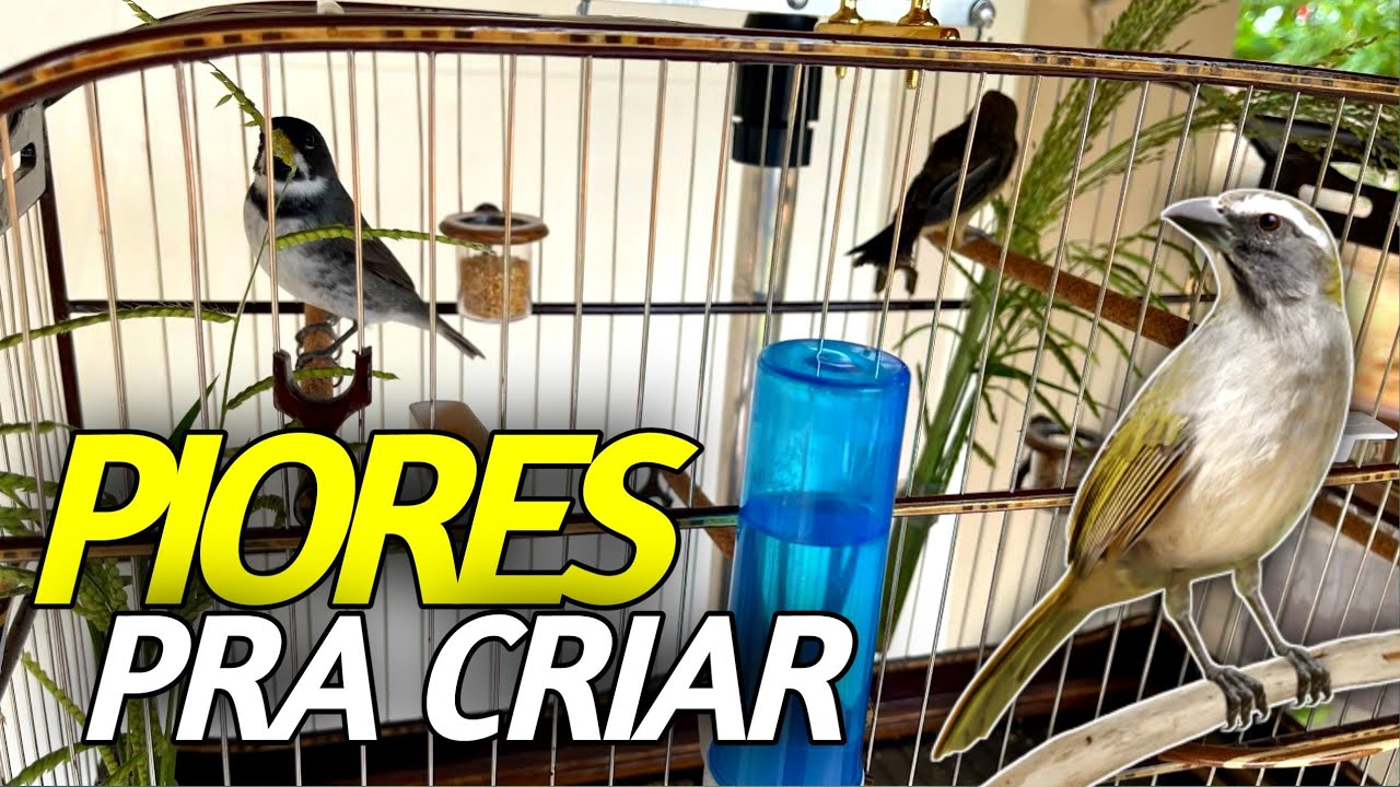 PIORES pássaros pra se Deixar próximo do seu coleiro papa capim na MUDA DE PENA
