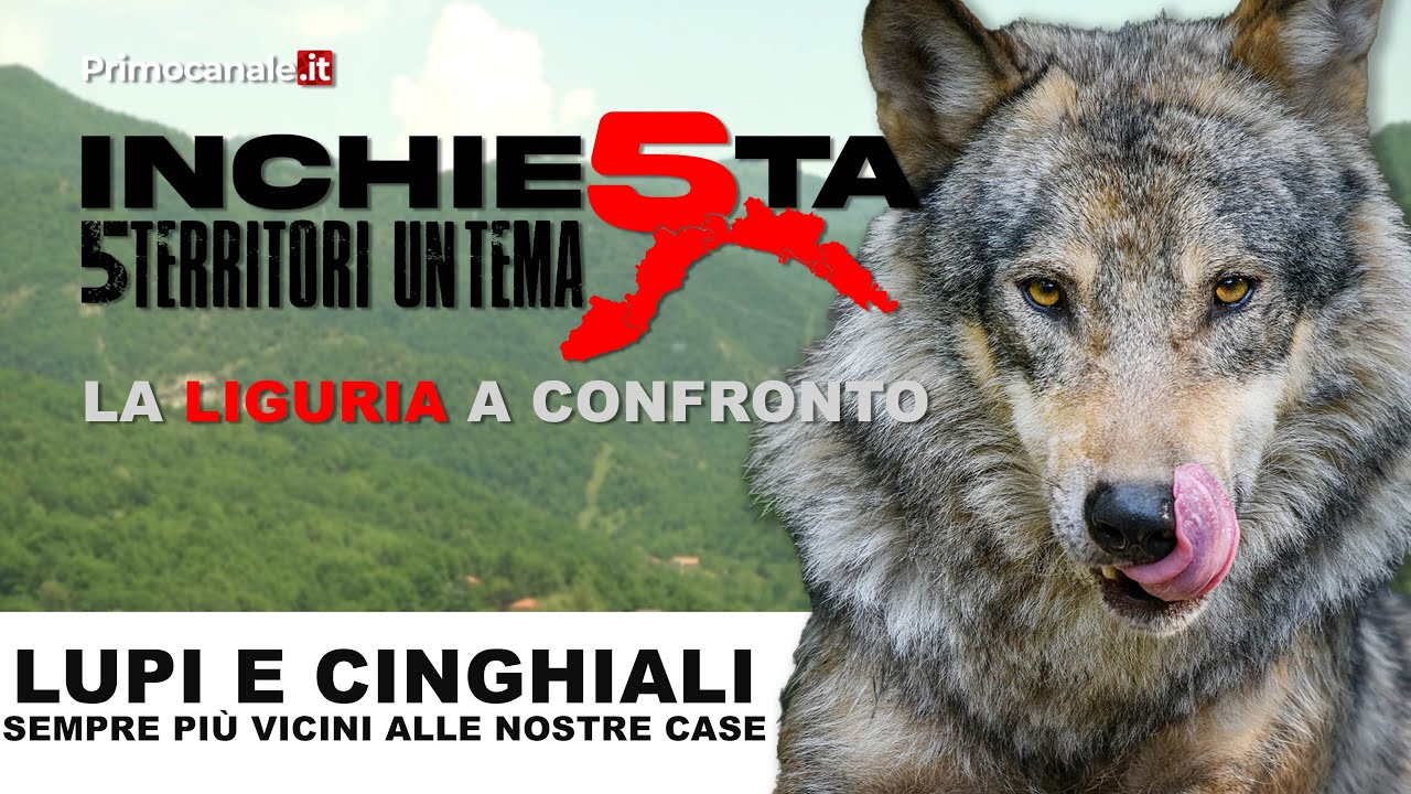 INCHIESTA 5 TERRITORI: Liguria, lupi e cinghiali sempre più vicini alle nostre case