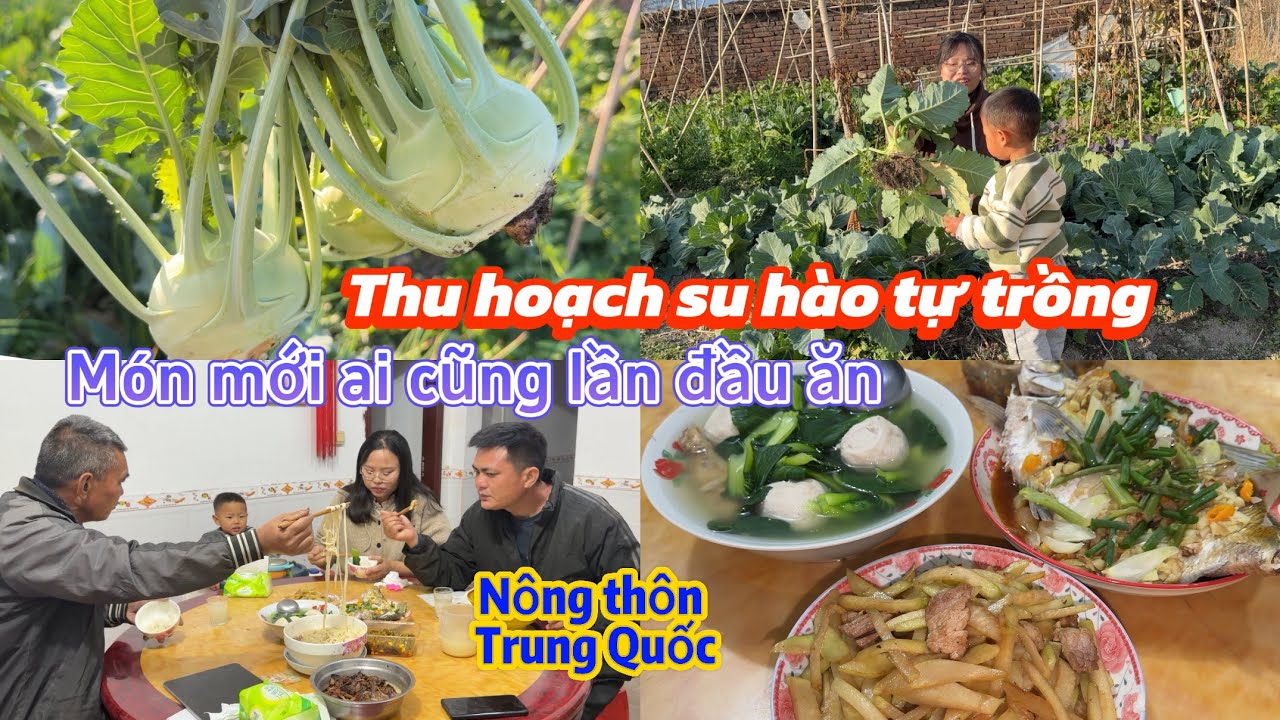 352 🥖 Thu hoạch su hào tự trồng, nấu món mới ai cũng lần đầu ăn/ nông thôn Trung Quốc