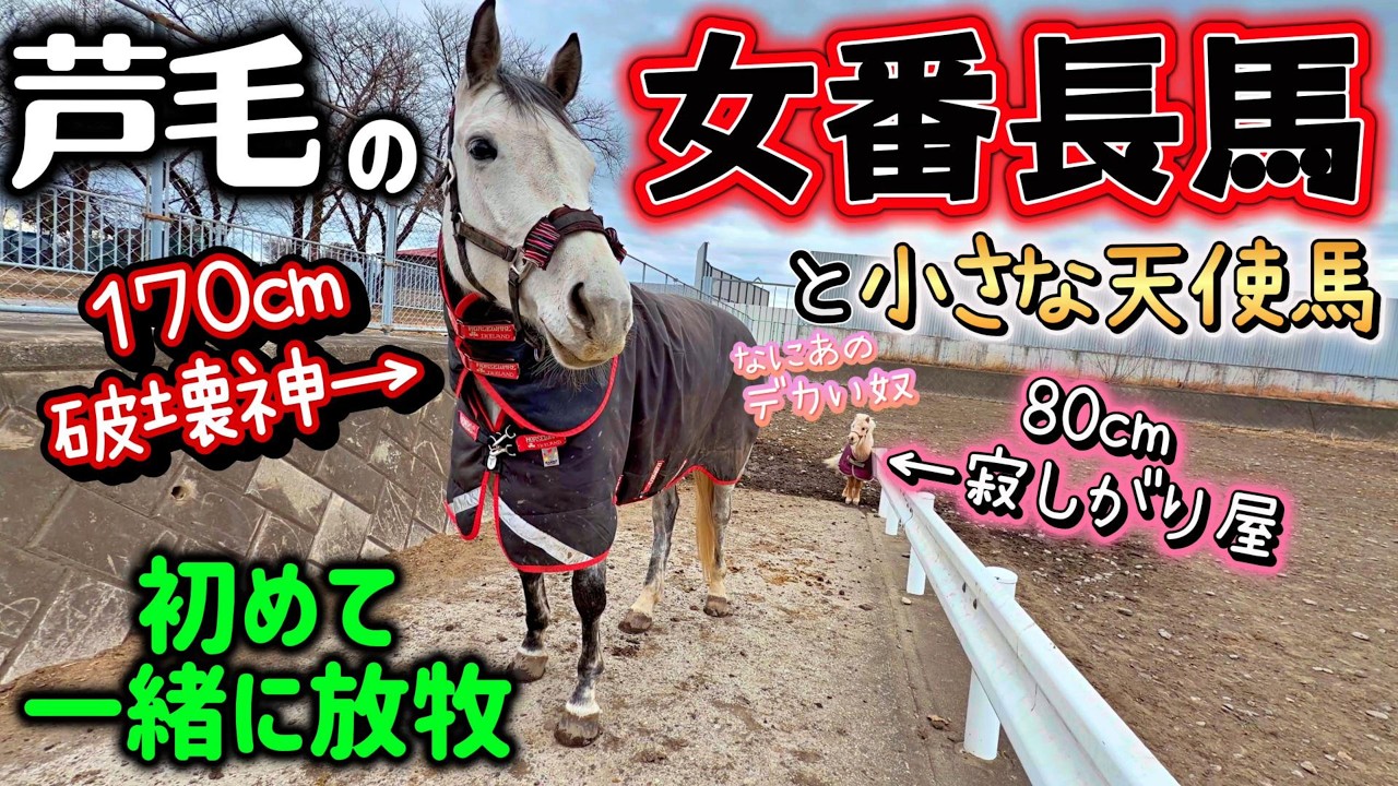破天荒で破壊神、大きな芦毛馬の暴君チョイスちゃん（牝馬）が80cmの小さな天使馬と放牧場で初めて会うことになりました。【ツルマルボーイ様のシモベ】
