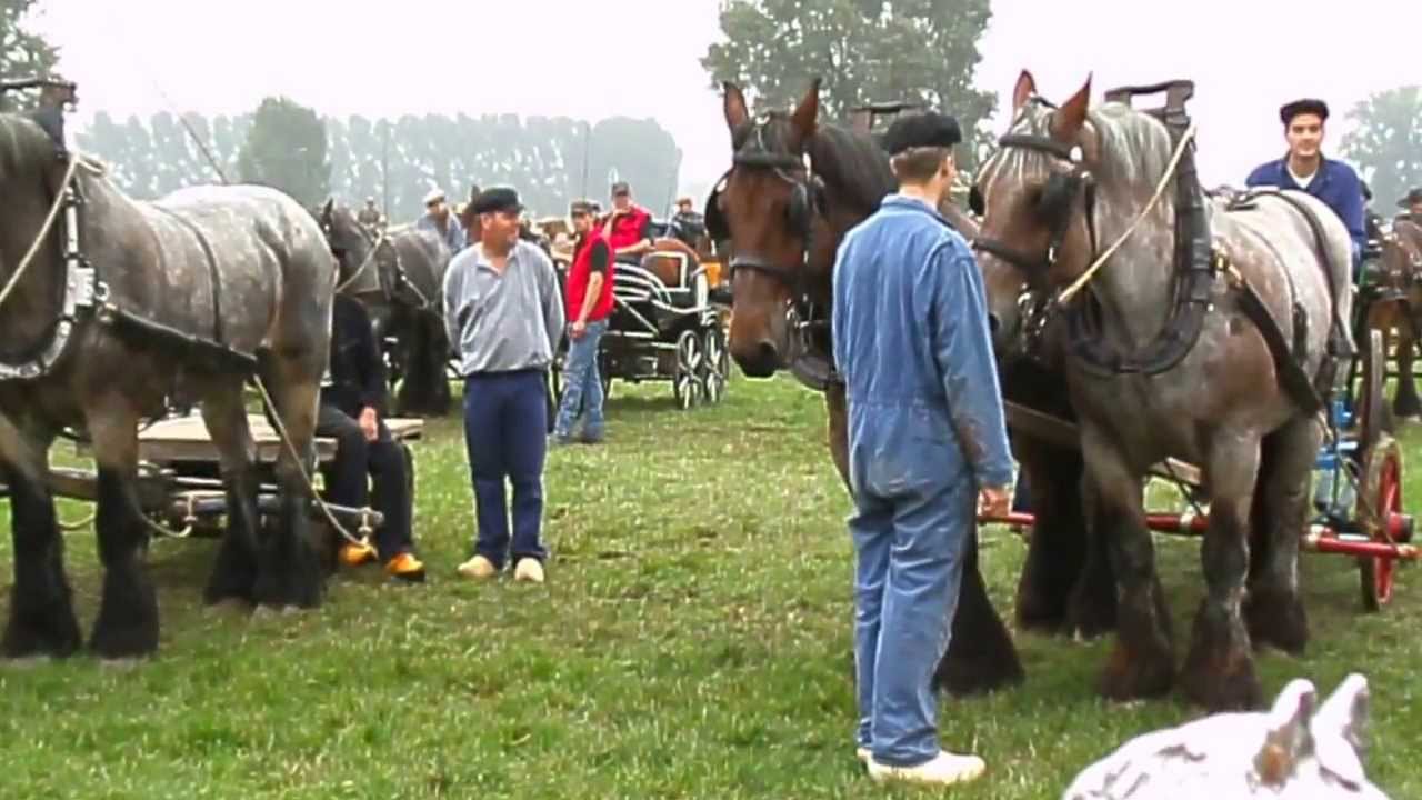 CLIP1871 / Power Horse Competition / Manège 