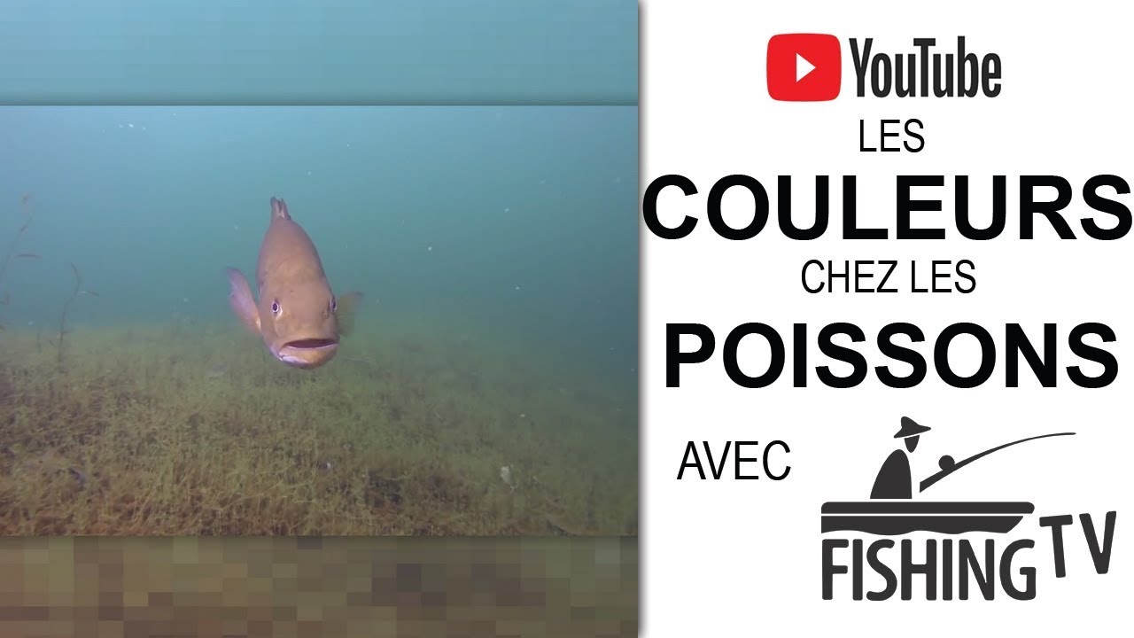 Que voient les poissons ?