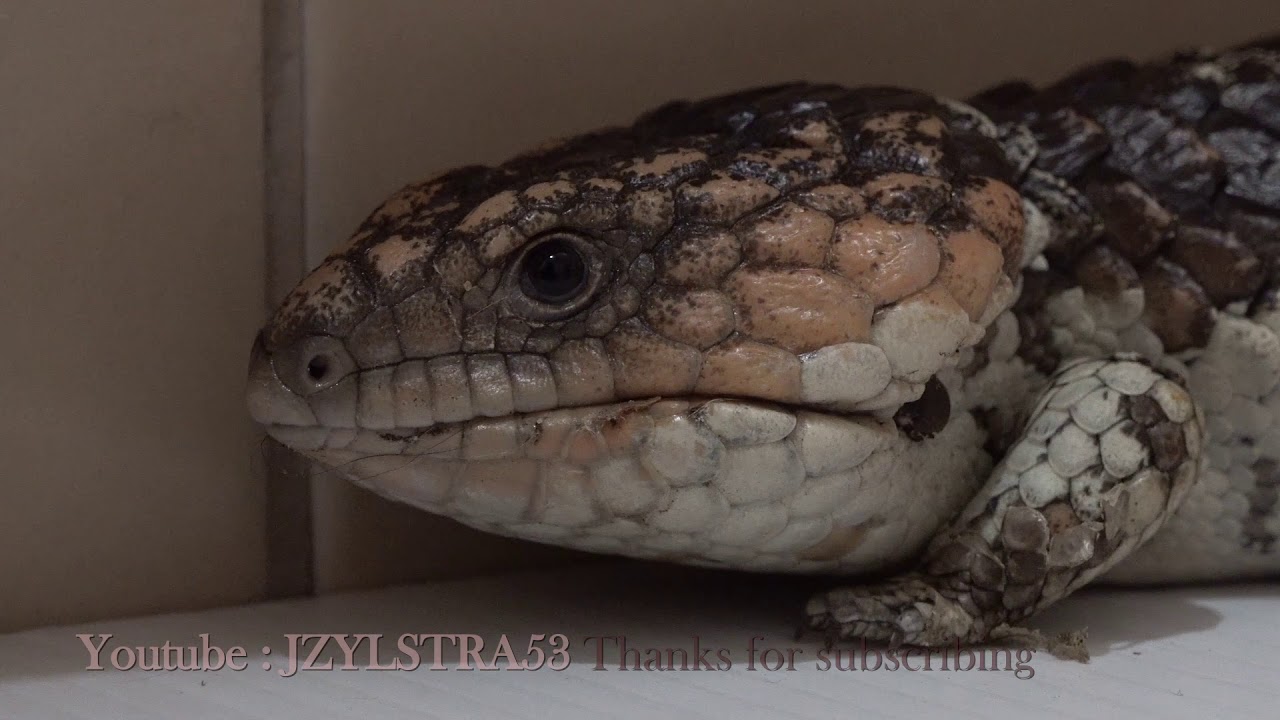 Bobtail Lizard 4k video