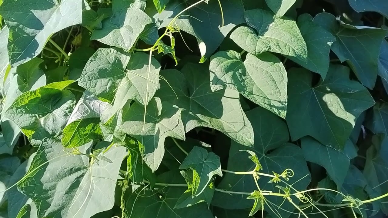 Sa di patata ma patata non &egrave; che cos'&egrave;? zucchina spinosa o chayote #zucchinaspinosa #zucchina