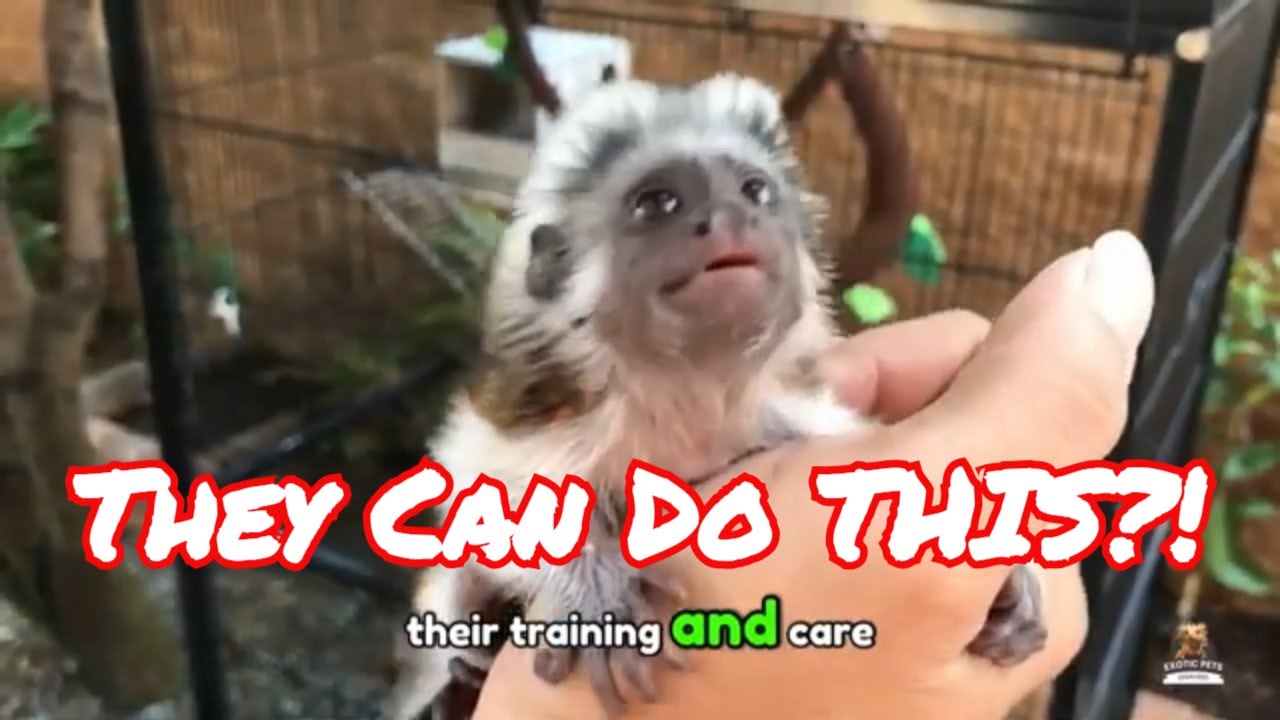 Pygmy Marmoset Secrets You Didn’t Know!