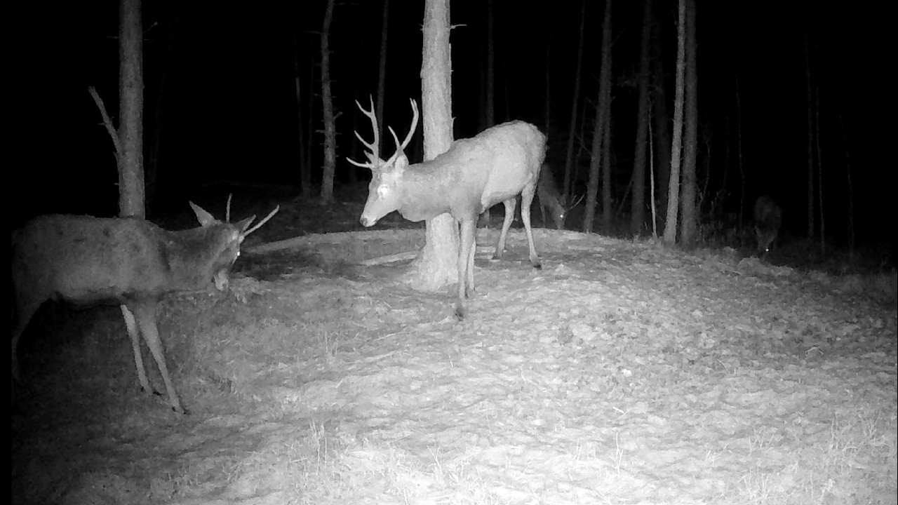 Spot #145 (1): Jeleni v zimním režimu / Deer in winter mode