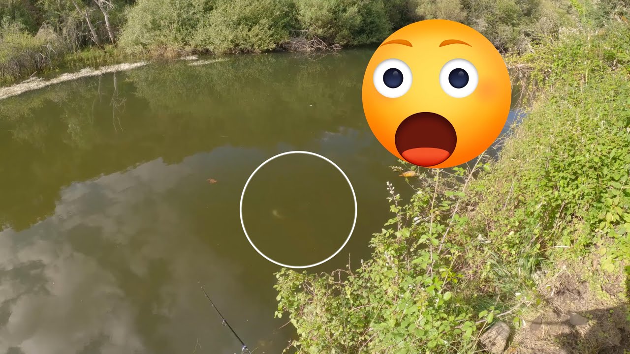 Captura monstruosa: la Gran pelea con trucha arcoiris / Pesca a vinilo / Cienaga 2025