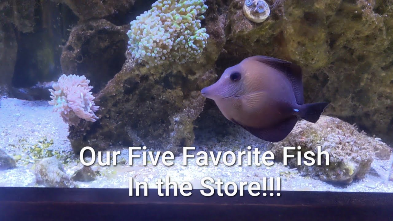 Our Five Favorite Fish that Live at the Store!