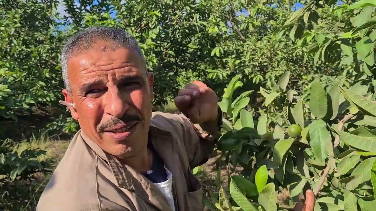 الفلاح المصري البسيط  زراعة الجوافة ( تقرير )