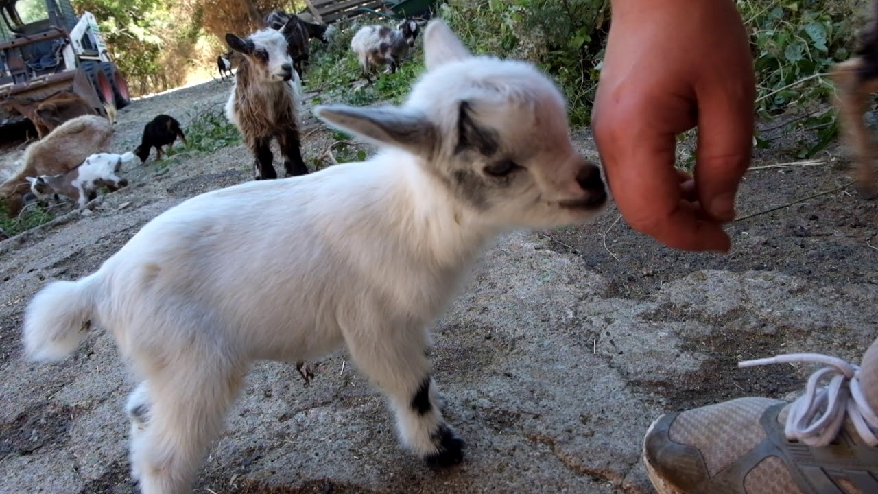 Ch&egrave;vres miniatures des Tourelles - Notre adorable petite OVA !
