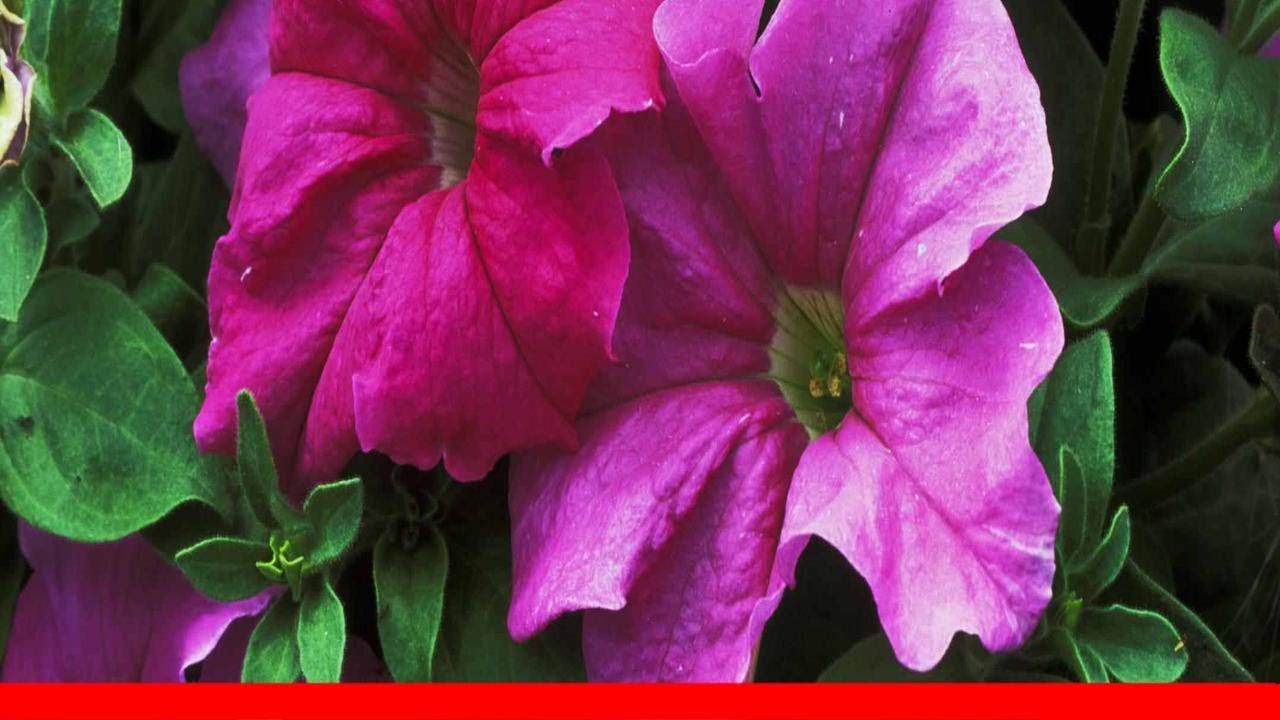 How To Choose The Right Type Of Petunia 🛋️