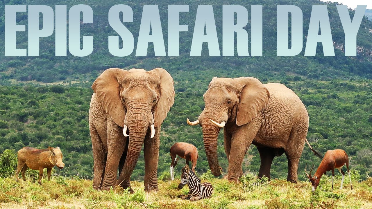 First Time African SAFARI DAY | Pumba Private Game Reserve South Africa