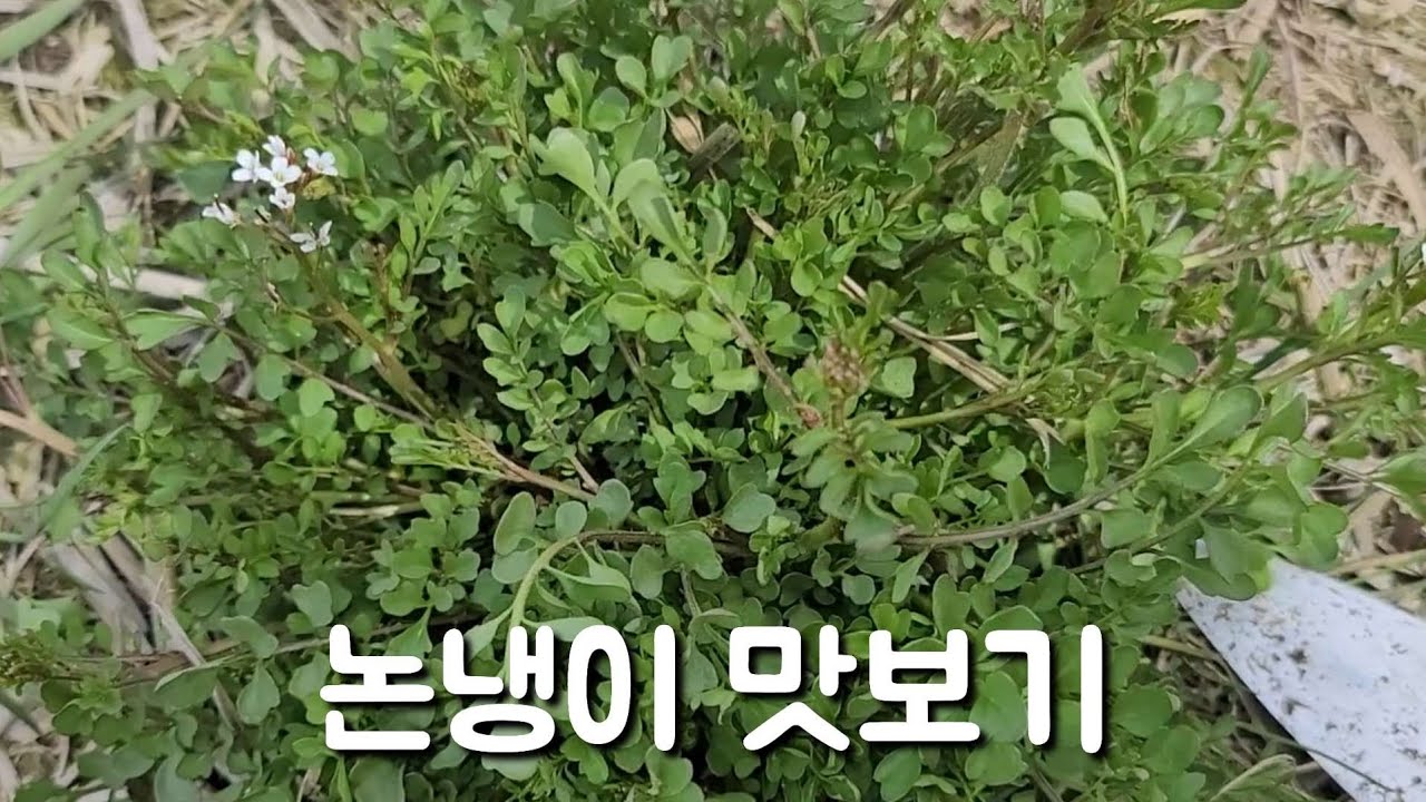 냉이의 종류가 너무 많네요 오늘 논냉이 맛보기에요~~