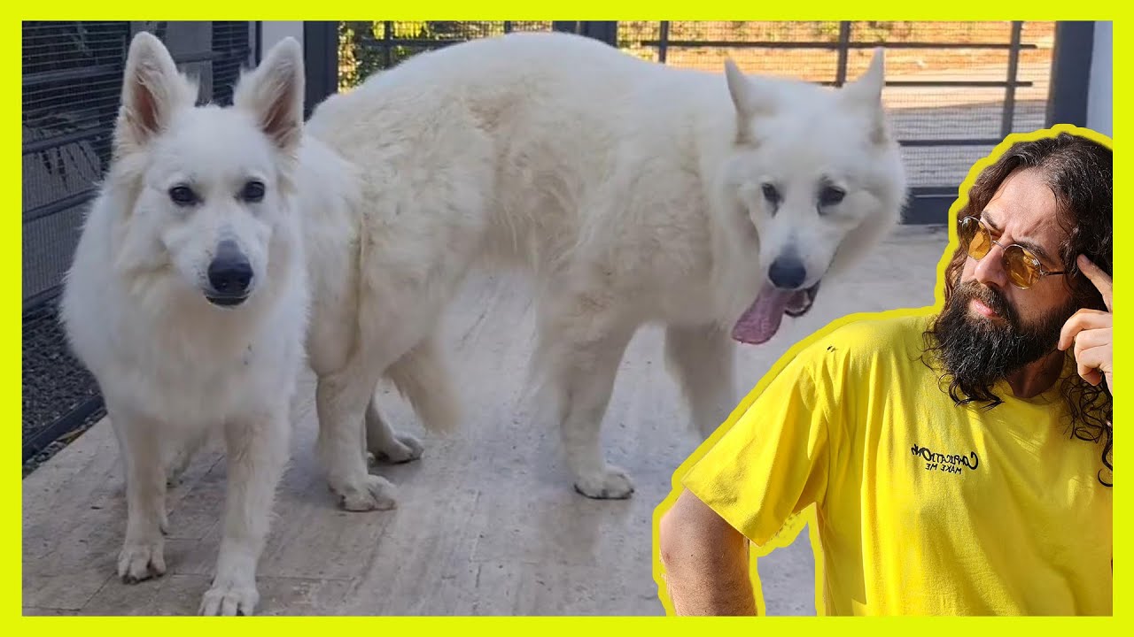 NEW DOG PUPPY PLAN - WHITE GERMAN SHEPHERD