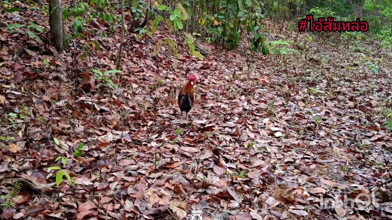 ต่อไก่ปี69 Ep.16 ไม่ถึง2นาทีเข้ากล้องครับ #animal #rooster #chicken 