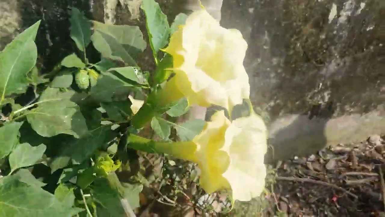 ଆମ ବାଡି ର ଫୁଲ, ଫଳ ଓ ପନିପରିବା 🧄🫚🧅🫛🥦🥬