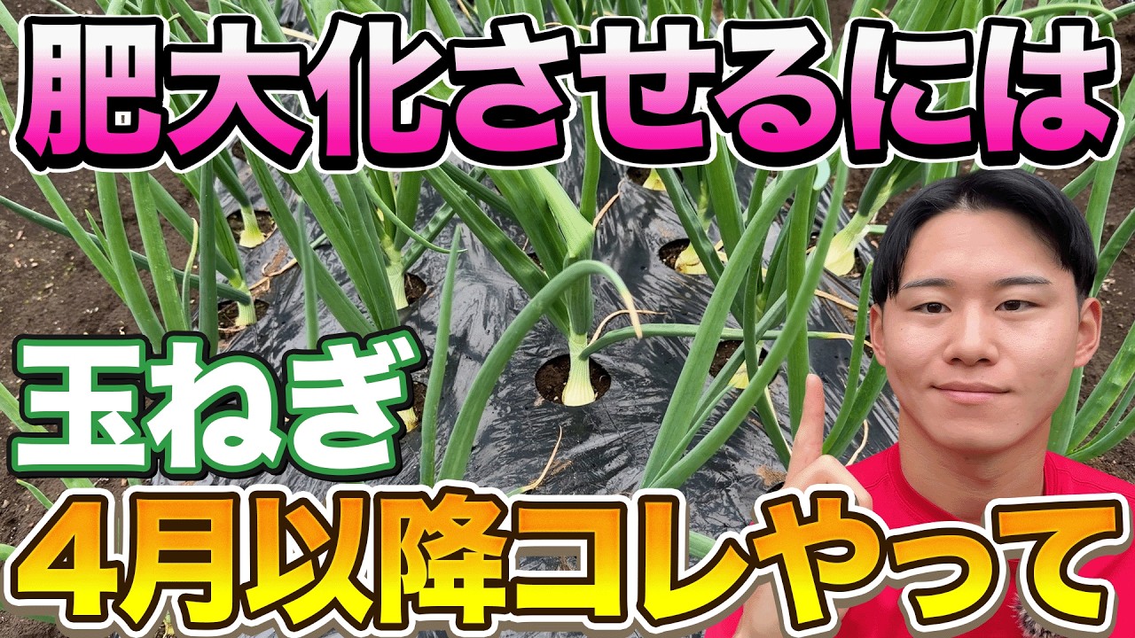【玉ねぎ栽培】4月からが勝負！巨大玉ねぎを作るための「たった1つの秘策」