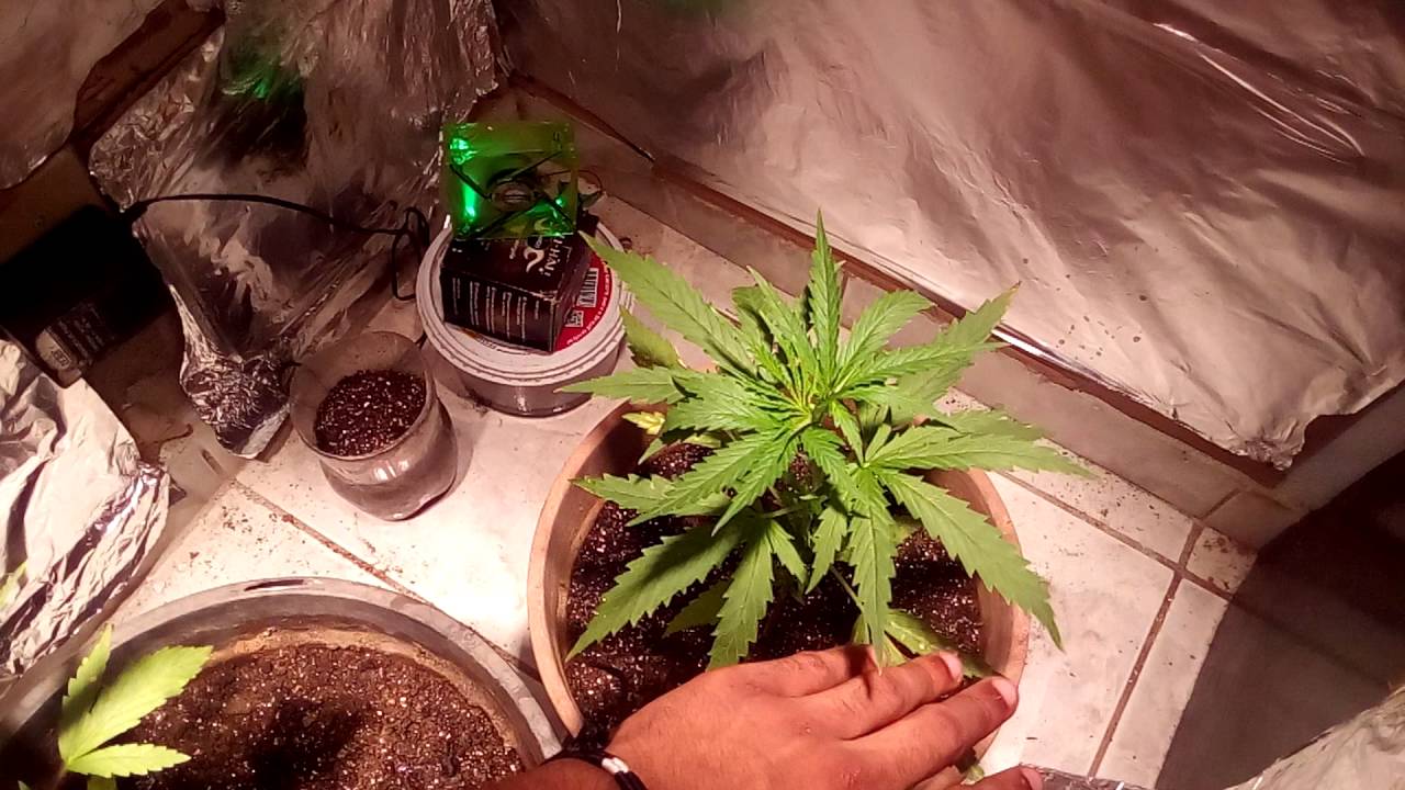 Mostrando minhas plantinhas ! :3 (#LiberdadeTHCPROCE)