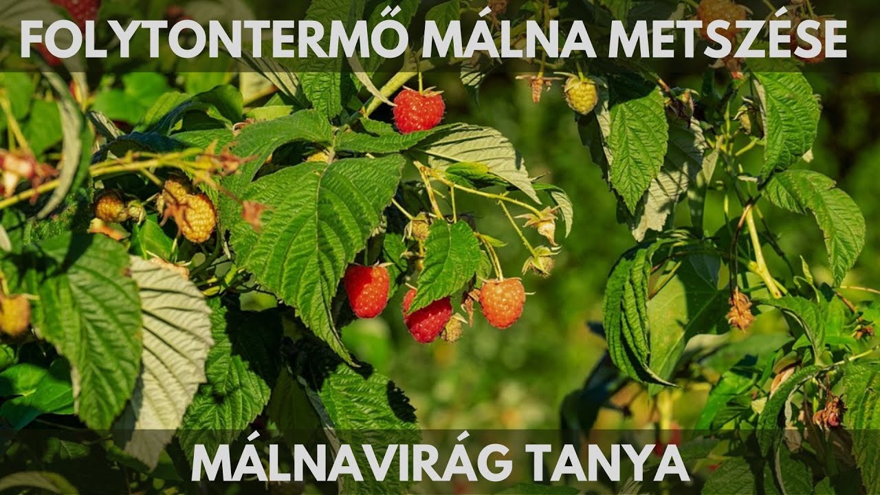 Folytontermő málna metszése