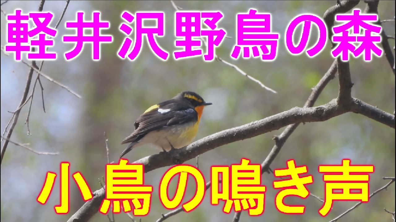 軽井沢の野鳥の森に鳴く小鳥たち4Ｋ