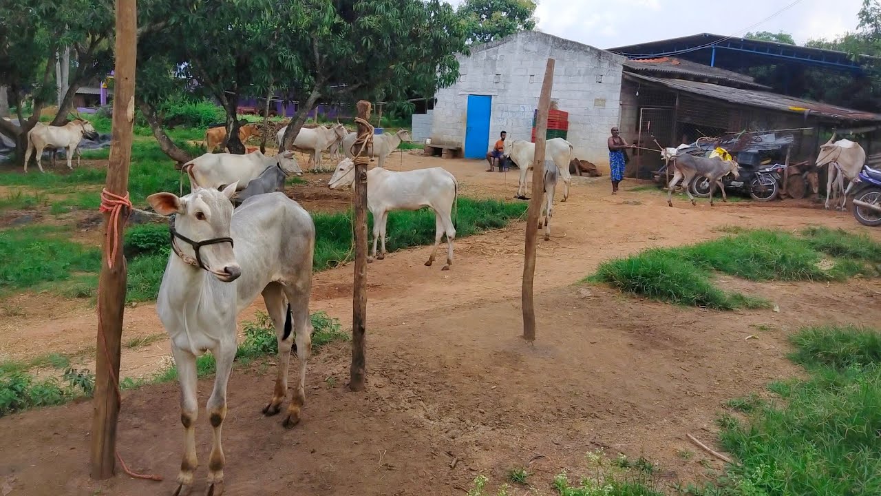 Part-1 Farmer Raising Hallikar cows and calves in bannikuppe