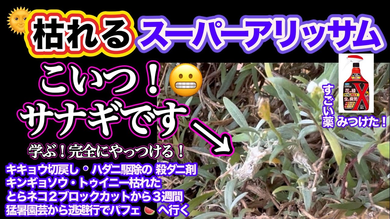 【スーパーアリッサムの害虫】切戻しと効く殺虫剤の話・殺ダニ剤・とらネコ切戻しから３週間・キキョウ切戻し
