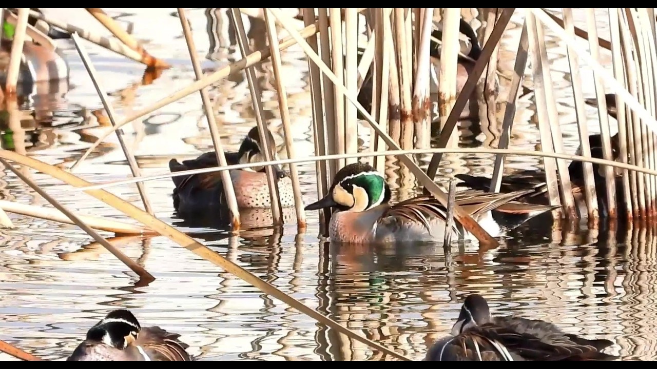 Serenity on the Marsh : A Falcated Duck's Peaceful Swim
